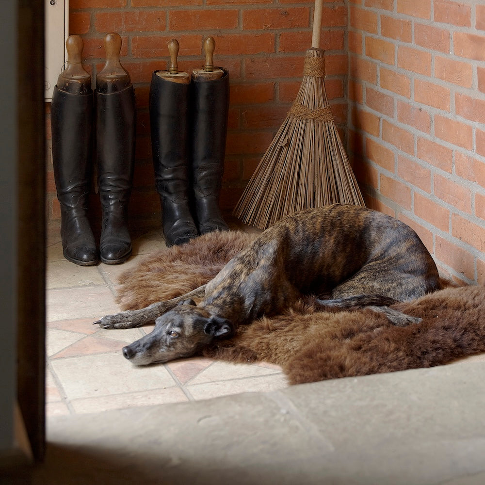 Pet Beds