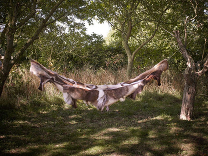 Premium Luxury Reindeer Hide